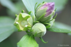 Flower-Trio