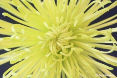 Flower-Yellow