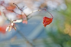 MG_1749_Autumnleave