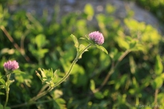 Red-Clover