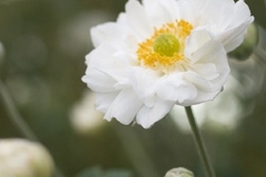 Web_Whiteflower_MG_0879