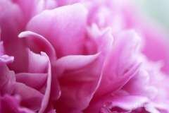 peony