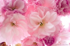 pink_flowers