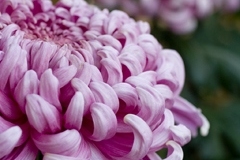 Web_SK_Flower_0873