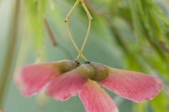 Web_SK_Flower_0889